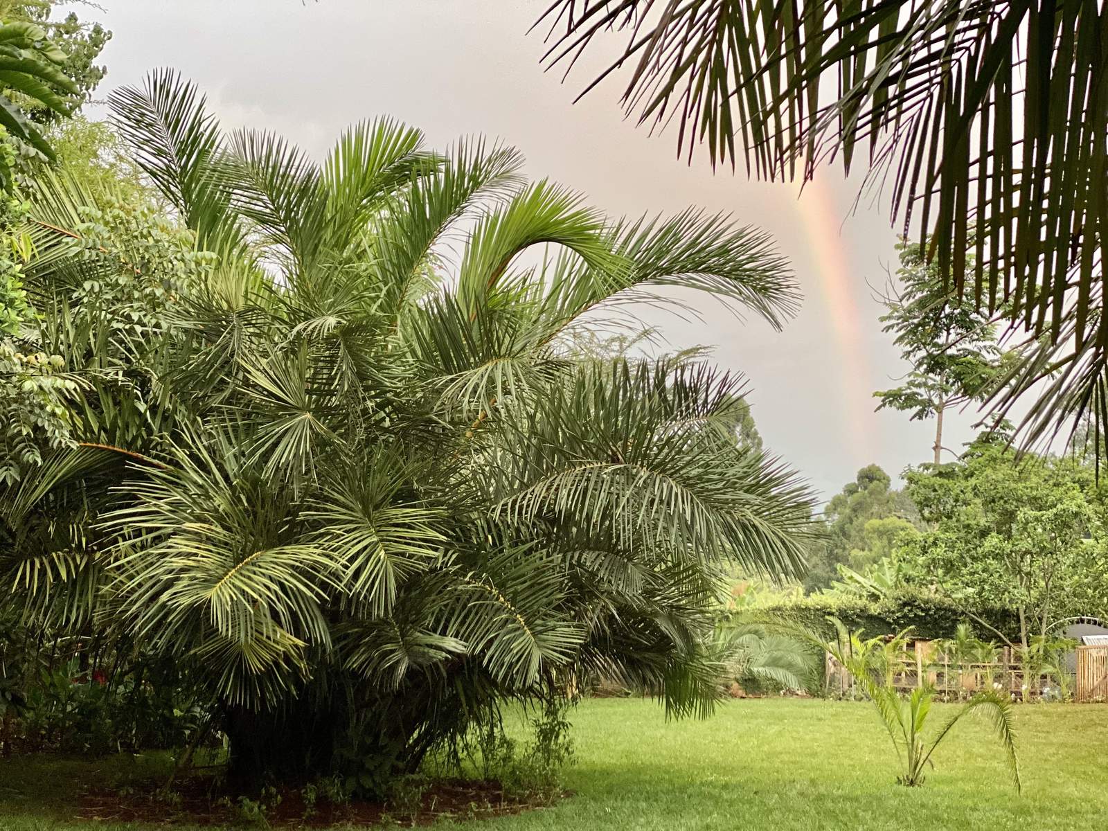 Maarifa Park - Flowers
